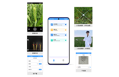 望德堂区小麦亩穗数分析仪IN-XM02