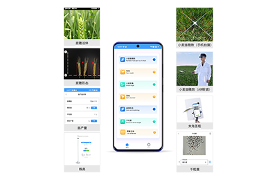 望德堂区小麦表型测量仪IN-XM05